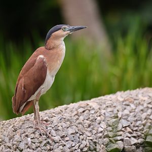 Rufous Night-heron (Nycticorax caledonicus) - Wings of Asia