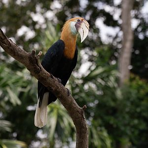 Papuan Hornbill (Rhyticeros plicatus) - Wings of Asia