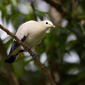 Pied Imperial-pigeon (Ducula bicolor) - Wings of Asia