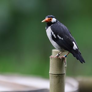 Indian Pied Starling (Gracupica contra) - Wings of Asia