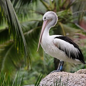 Australian Pelican (Pelecanus conspicillatus) - Wings of Asia