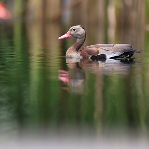Black-bellied Whistling-duck (Dendrocygna autumnalis) - Crimson Wetlands