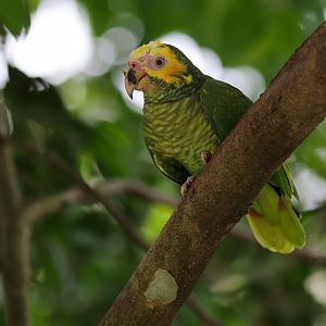 Yellow-faced Amazon (Alipiopsitta xanthops) - Amazonian Jewels