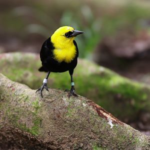 Yellow-headed Blackbird (Xanthocephalus xanthocephalus) - Amazonian Jewels