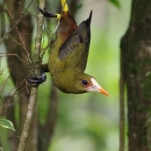Green Oropendola (Psarocolius viridis) - Amazonian Jewels