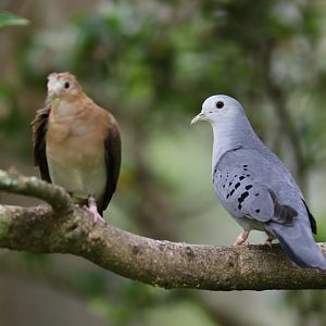 Blue Ground-dove (Claravis pretiosa) - Amazonian Jewels