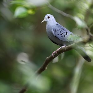 Blue Ground-dove (Claravis pretiosa) - Amazonian Jewels