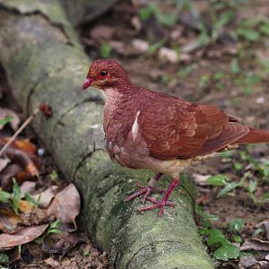Ruddy Quail-dove (Geotrygon montana) - Amazonian Jewels