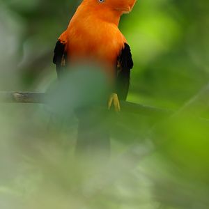 Andean Cock-of-the-rock (Rupicola peruvianus) - Amazonian Jewels