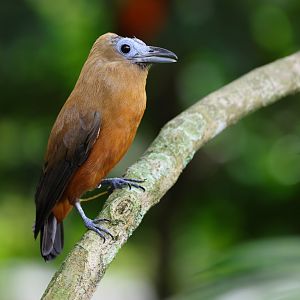 Capuchinbird (Perissocephalus tricolor) - Amazonian Jewels