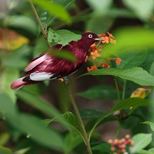 Pompadour Cotinga (Xipholena punicea) - Amazonian Jewels