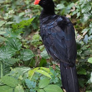 Razor-billed Curassow (Mitu tuberosum) - Amazonian Jewels