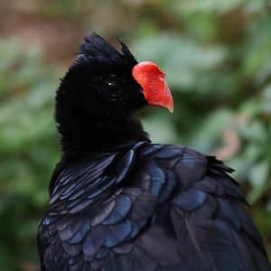 Razor-billed Curassow (Mitu tuberosum) - Amazonian Jewels