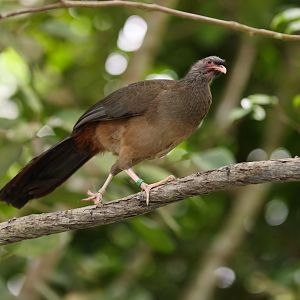 Chaco Chachalaca (Ortalis canicollis) - Amazonian Jewels