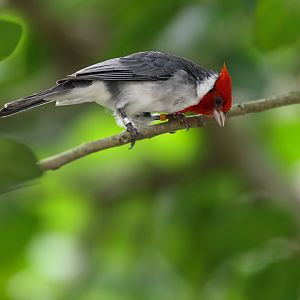 Red-crested Cardinal (Paroaria coronata) - Amazonian Jewels