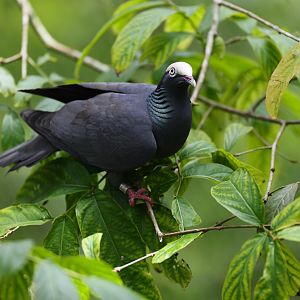 White-crowned Pigeon (Patagioenas leucocephala) - Amazonian Jewels
