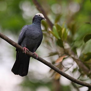 White-crowned Pigeon (Patagioenas leucocephala) - Amazonian Jewels