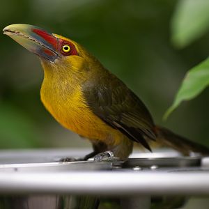 Saffron Toucanet (Pteroglossus bailloni) - Amazonian Jewels