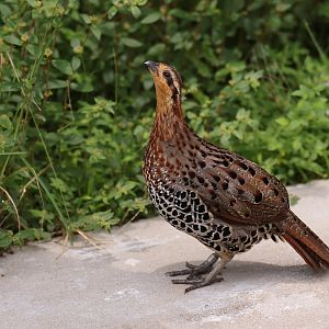 Mountain Bamboo-partridge (Bambusicola fytchii) - Songs of the Forest