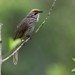 Straw-headed Bulbul (Pycnonotus zeylanicus) - Songs of the Forest
