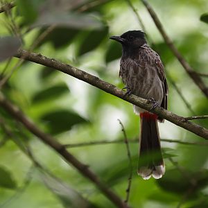 Red-vented Bulbul (Pycnonotus cafer) - Songs of the Forest