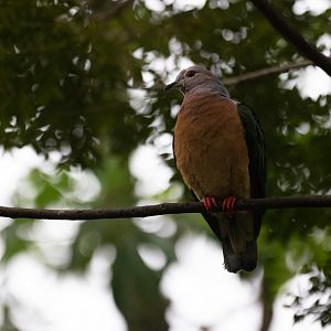 Purple-tailed Imperial-pigeon (Ducula rufigaster) - Songs of the Forest