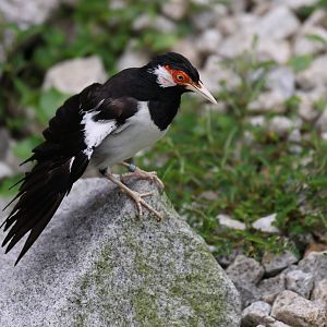 Javan Pied Starling (Gracupica jalla) - Songs of the Forest