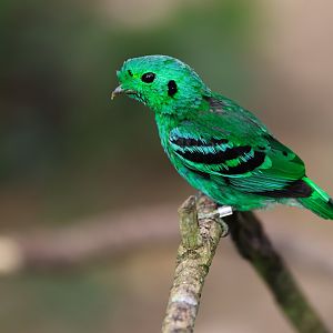 Green Broadbill (Calyptomena viridis) - Songs of the Forest