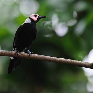 Coleto (Sarcops calvus) - Songs of the Forest