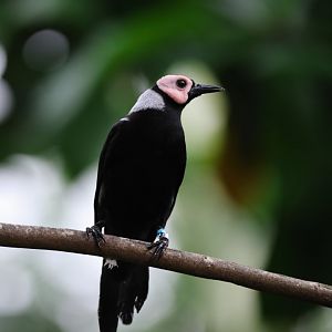 Coleto (Sarcops calvus) - Songs of the Forest