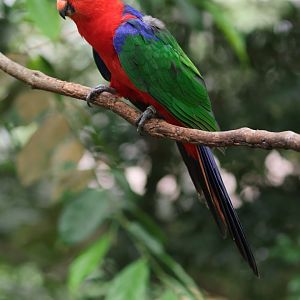 Moluccan King-parrot (Alisterus amboinensis) - Songs of the Forest