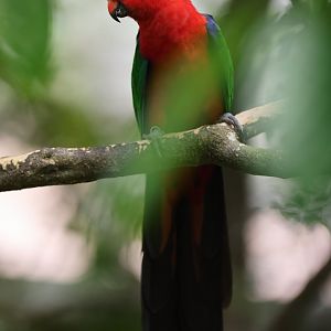 Moluccan King-parrot (Alisterus amboinensis) - Songs of the Forest
