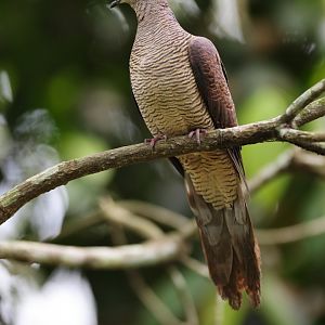 Barred Cuckoo-dove (Macropygia unchall) - Songs of the Forest