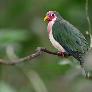 Jambu Fruit-dove (Ramphiculus jambu) - Songs of the Forest