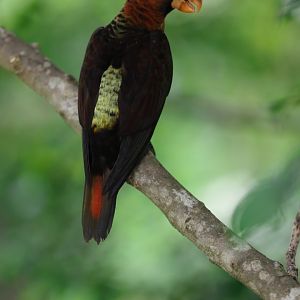 Dusky Lory (Pseudeos fuscata) - Lory Loft