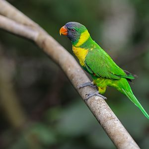 Marigold Lorikeet (Trichoglossus capistratus) - Lory Loft