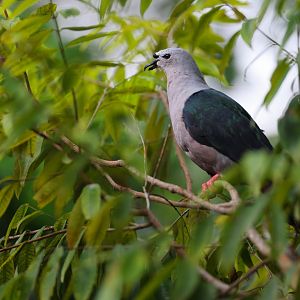 Pacific Imperial-pigeon (Ducula pacifica) - Mysterious Papua