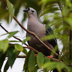 Pacific Imperial-pigeon (Ducula pacifica) - Mysterious Papua