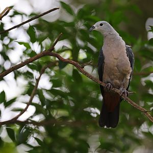 Pacific Imperial-pigeon (Ducula pacifica) - Mysterious Papua