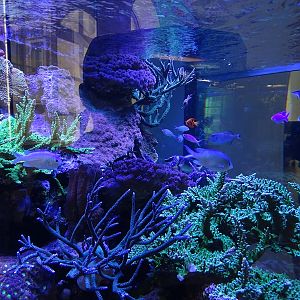 Medium sized coral reef tank