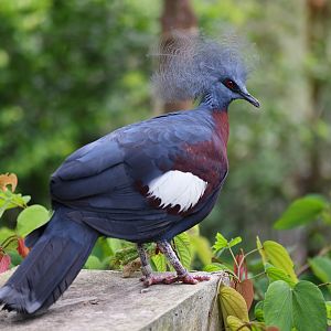 Sclater's Crowned-pigeon (Goura sclaterii) - Mysterious Papua