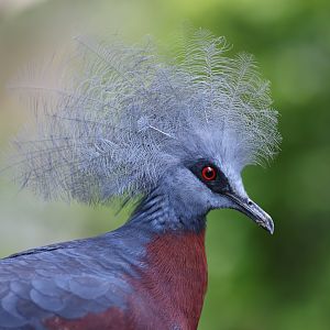 Sclater's Crowned-pigeon (Goura sclaterii) - Mysterious Papua
