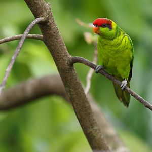 Iris Lorikeet (Trichoglossus iris) - Mysterious Papua
