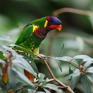 Ornate Lorikeet (Trichoglossus ornatus) - Mysterious Papua