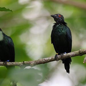 Metallic Starling (Aplonis metallica) - Mysterious Papua