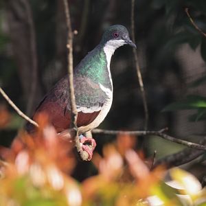 Negros Bleeding-heart (Gallicolumba keayi) - Winged Sanctuary