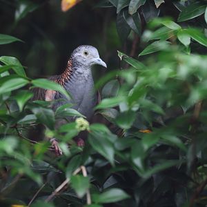Bar-shouldered Dove (Geopelia humeralis) - Winged Sanctuary