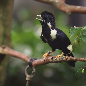 Sulawesi Myna (Basilornis celebensis) - Winged Sanctuary