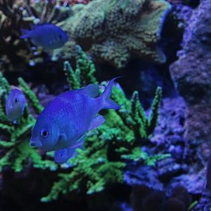 Blue green damselfish (Chromis viridis)