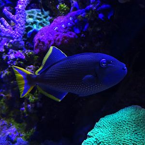 Gilded triggerfish (Xanthichthys auromarginatus)